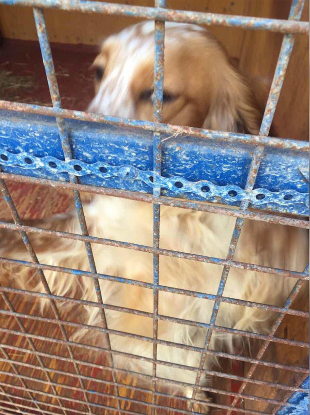 Кинологи МВД: Служебные собаки в Подмосковье истощены из-за дешёвого корма