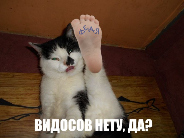 Я не умею рисовать котов? Да ладно...
