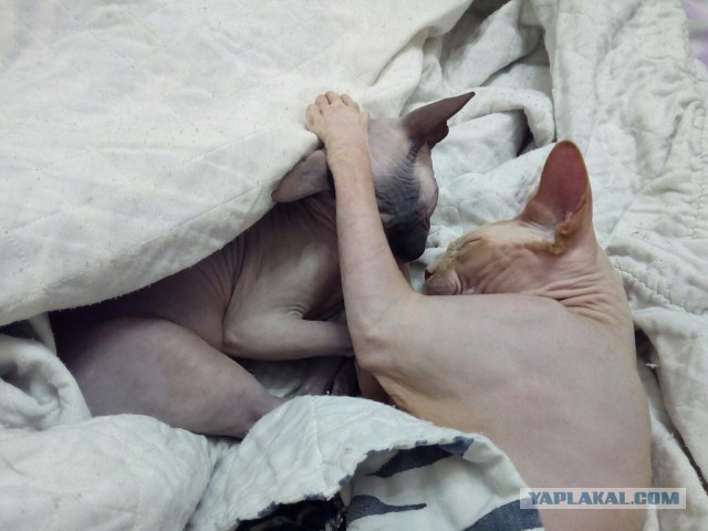 Котовторник 28.11.2017