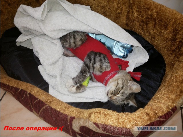 “Не бойся, я всё знаю!” Приютский кот принял бездомного котенка, как родного