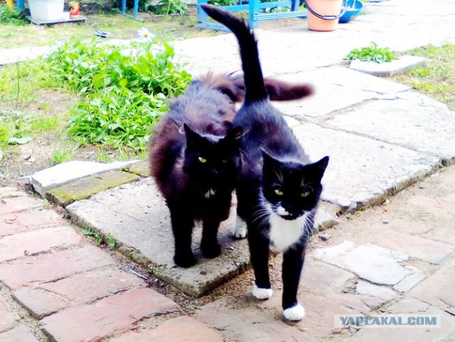 Котовторник!