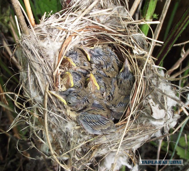 Просто Природа