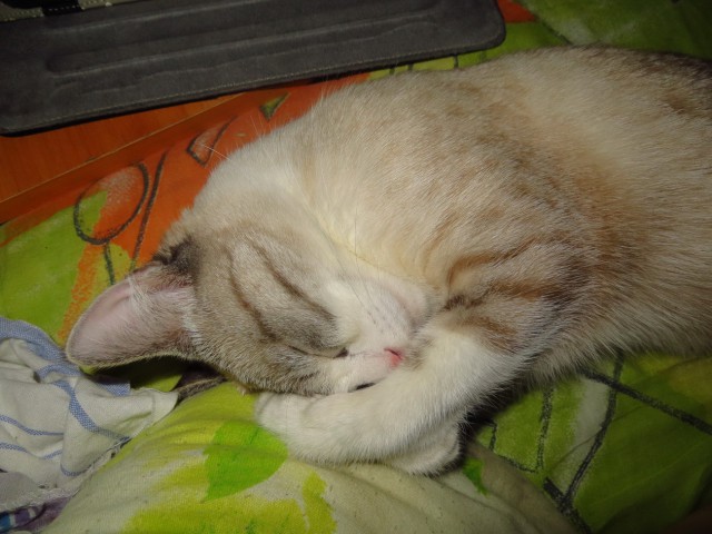 Котовторник на вторник, Котовторник