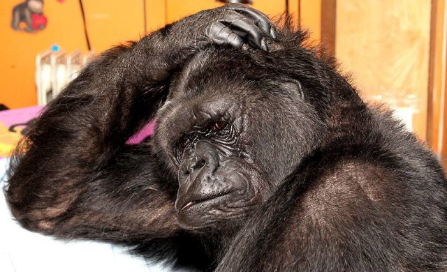 Умерла горилла Коко