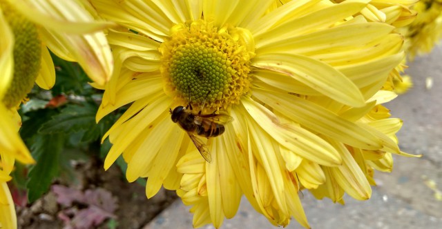 Через 17 лет исчезнут пчелы, и мир останется без фруктов