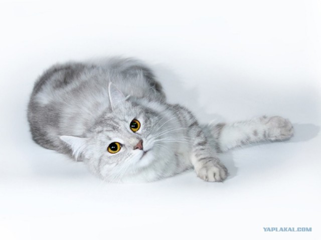 Котовторник на ЯПлакалъ