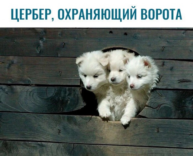 Живность из сети