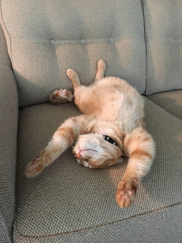 Прикольных котов пост