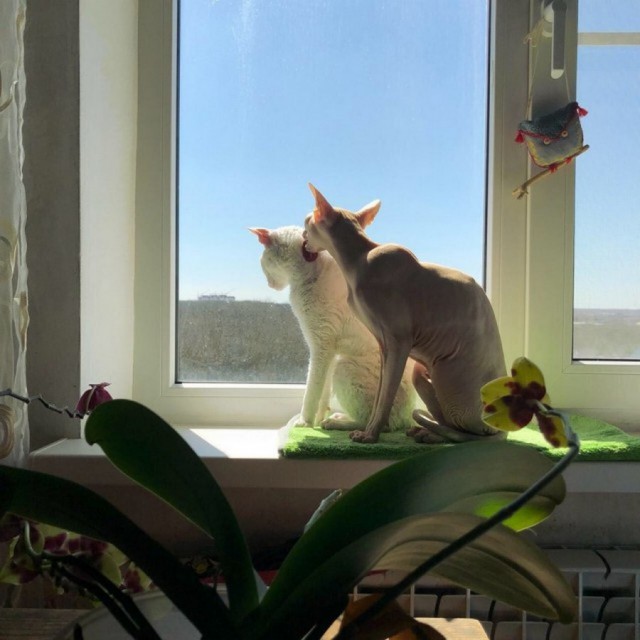 Немного милоты