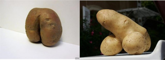 Шах и мат Вам, дарвинисты!