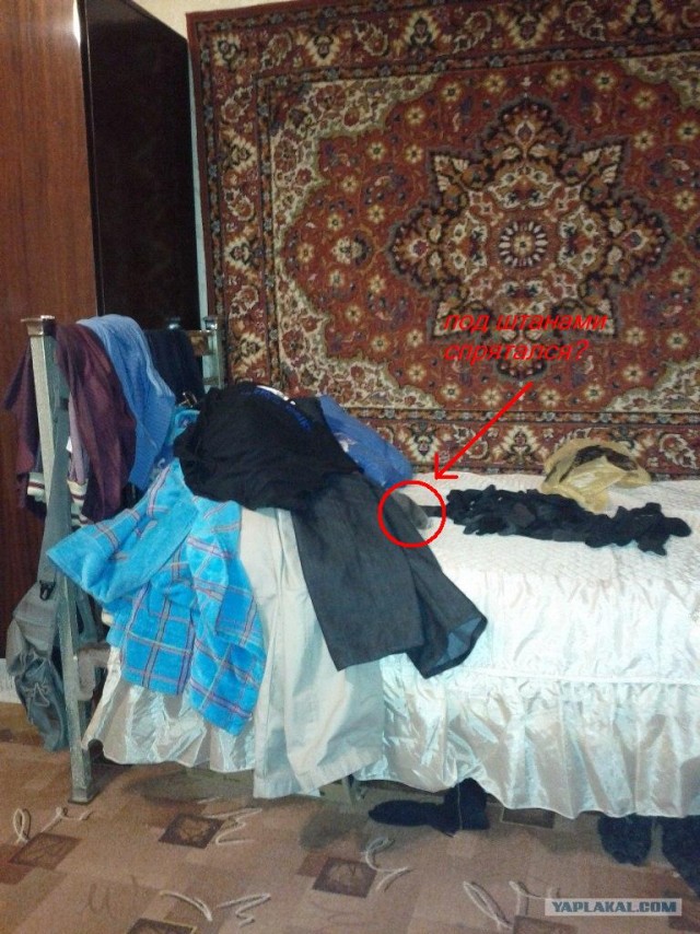 Найди кота
