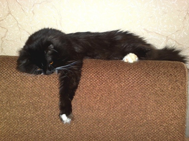 Котовторник  07.06.11