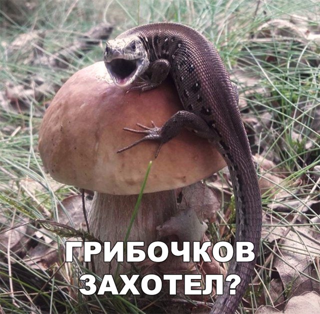 Милые животные. Мимиметр сломался