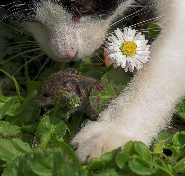 Котовторник 06.09.11