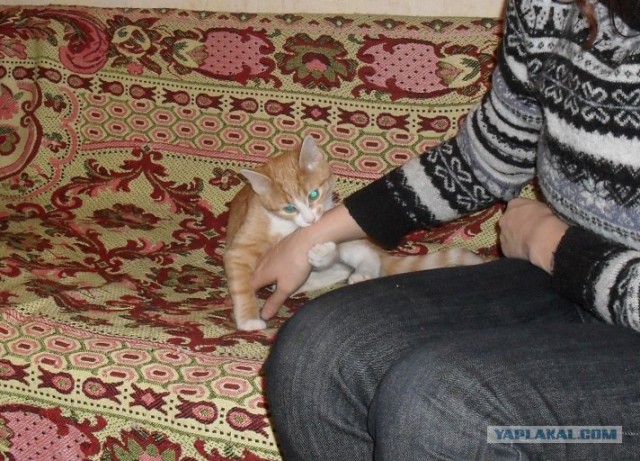 Котовторник! 08.11.11