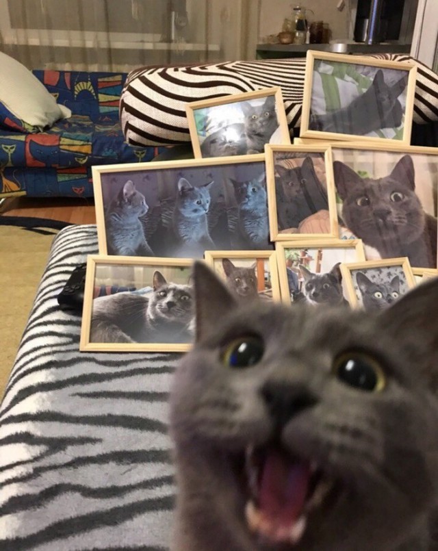 Прикольных котов пост