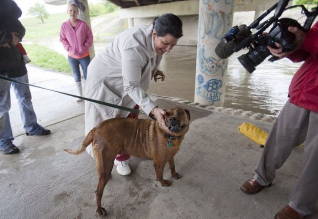 Спасение собаки В Канзасе
