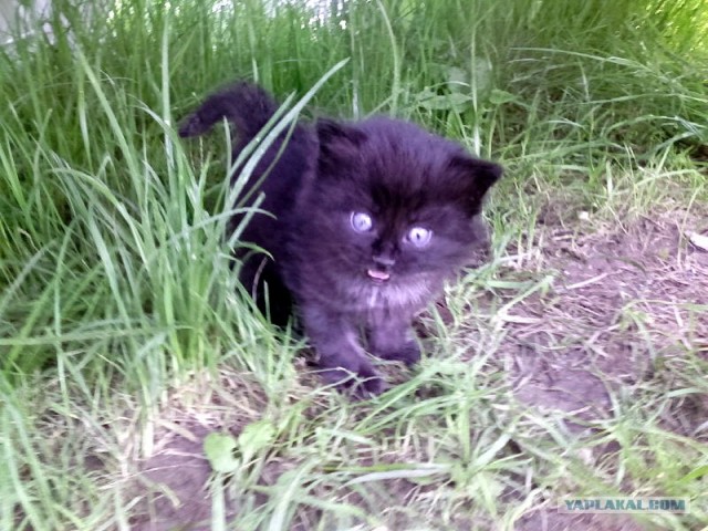 Котовторник 1 мая 2012