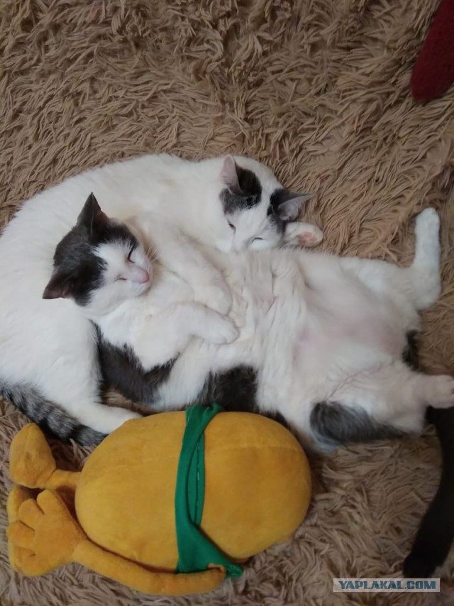 Забавные фото котеек