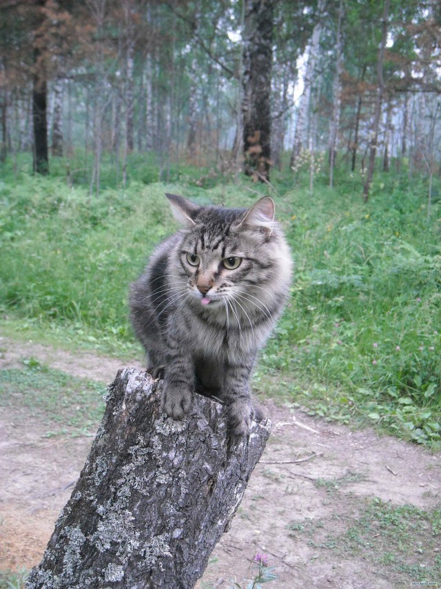 Котовторник 11.09.2012