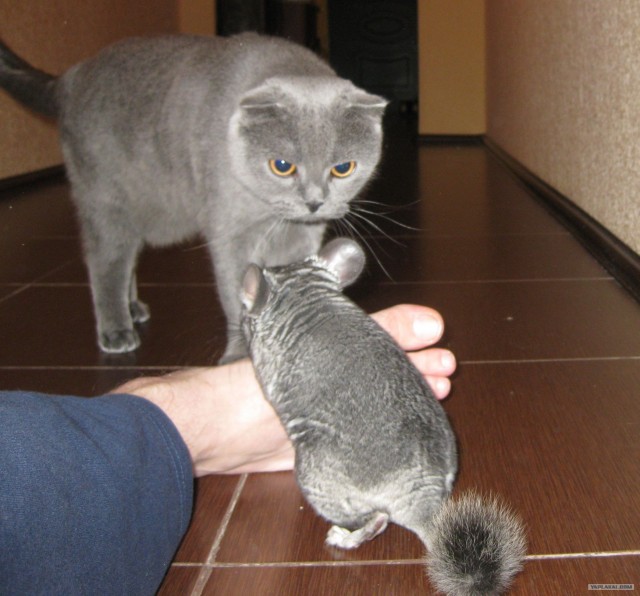 Котовторник  16.10.12