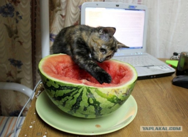 Котовторник 30.10.2012