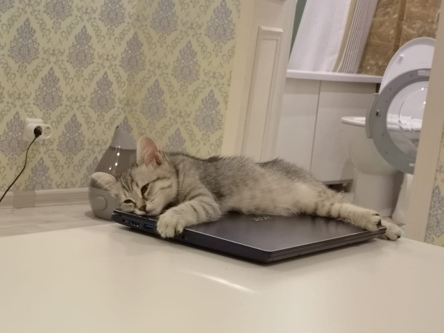 Живность из сети