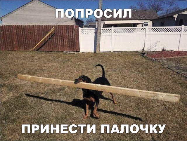 Живность из сети