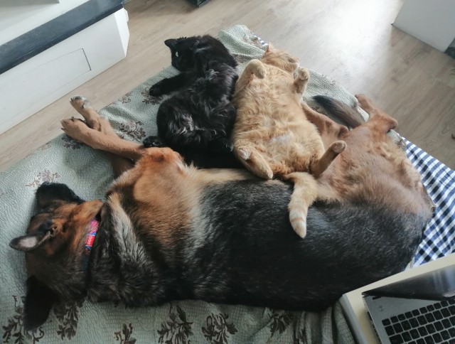 Давайте по котикам, которые с нами на самоизоляции