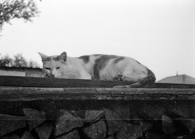 Задорные заборные котэ
