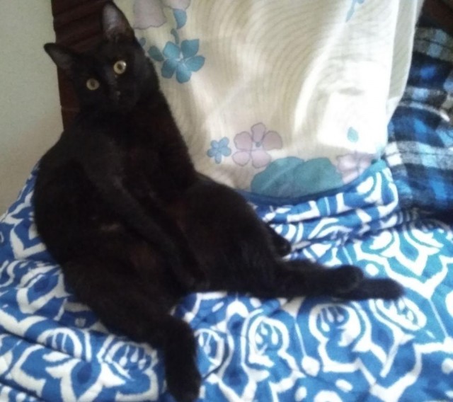 Не котовторник, но однако