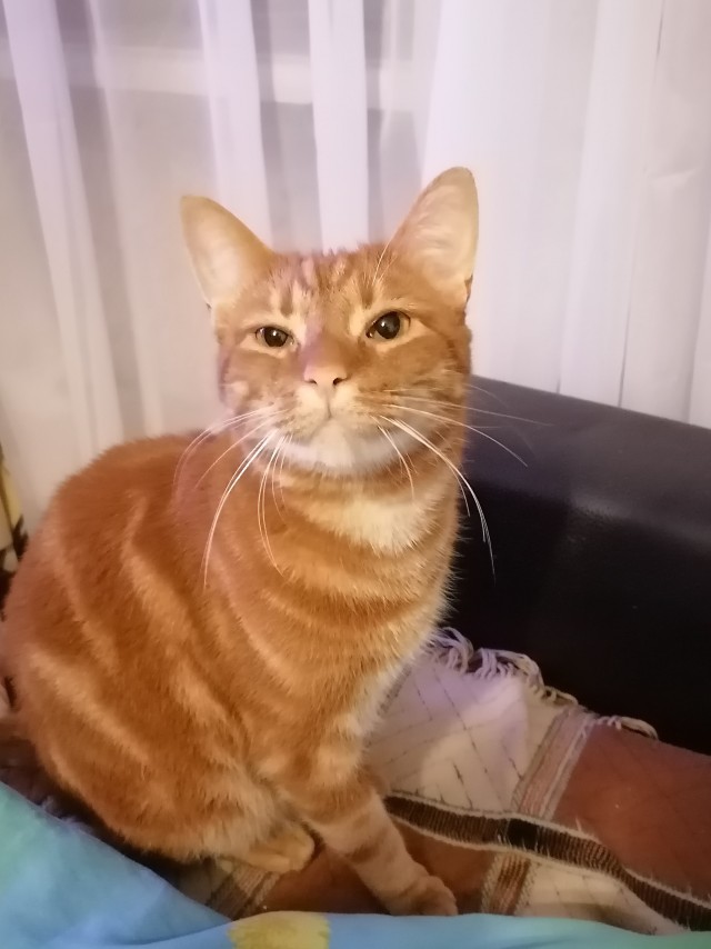 Про котикоф
