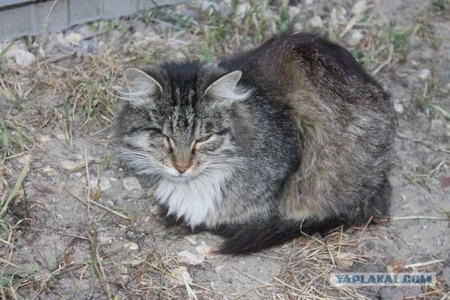 Жизнь домашнего приюта "Котоленд" 249