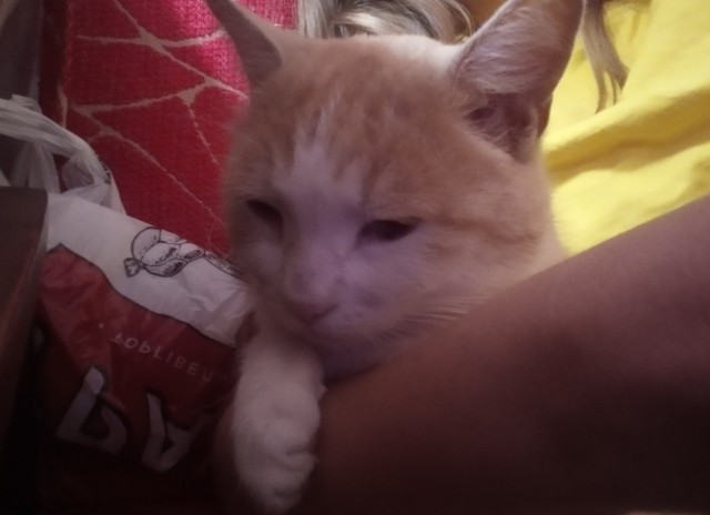 Котовторник 20.10.20