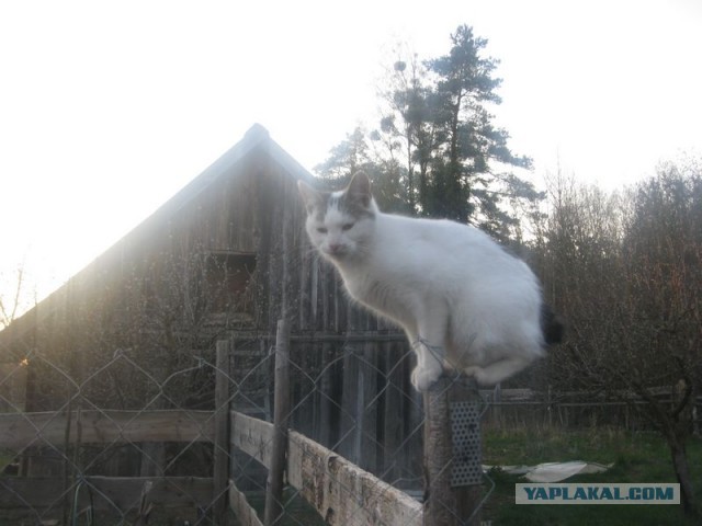 Жизнь домашнего приюта для котеек 340