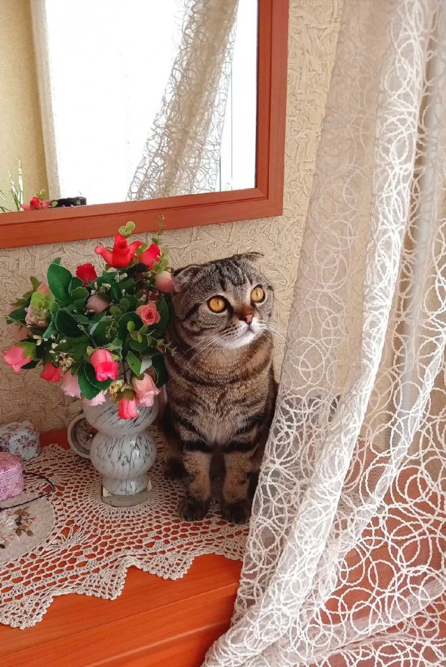 Подборка всякой живности