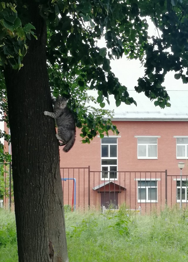 Хоба! Котовторник!