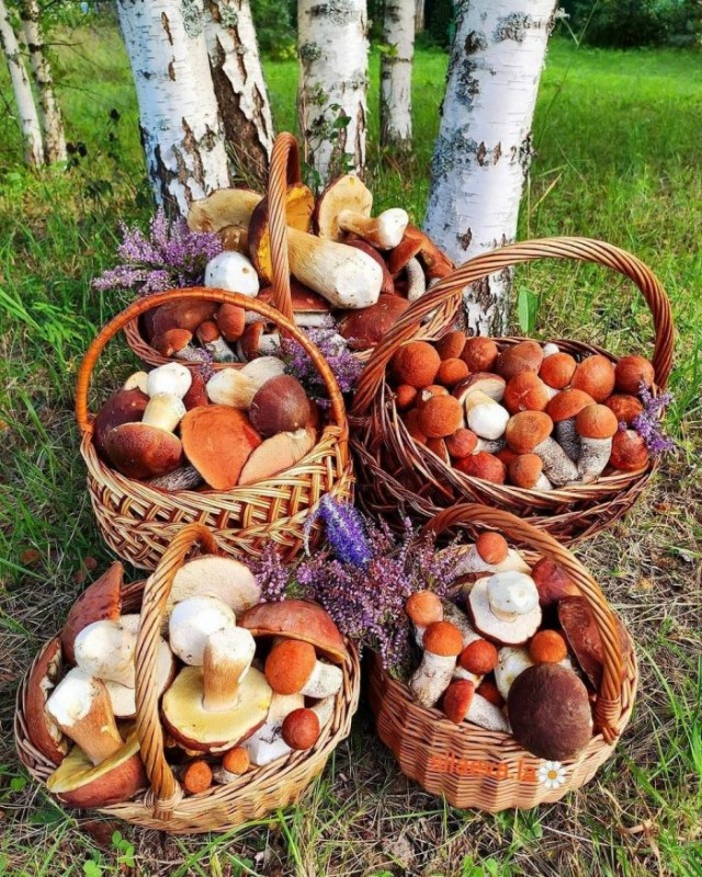 Так себе картинки 17.08.21
