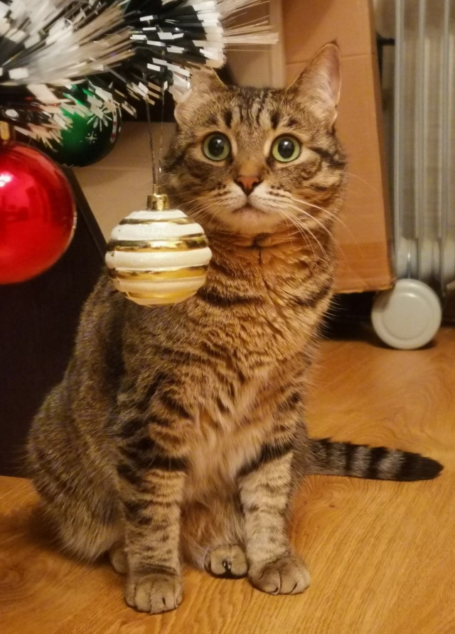 Котовторник 11.01.22