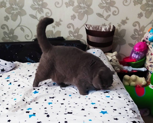 Котовторник. Февраль