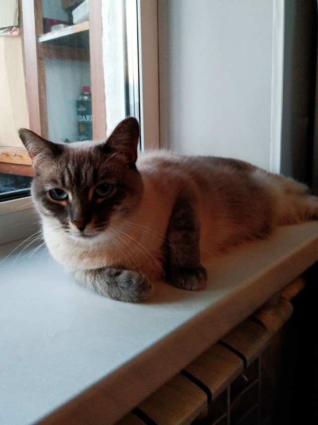 А ваши котейки че счас делают?
