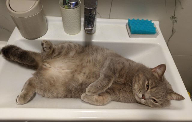 Котовторник ведь начался!