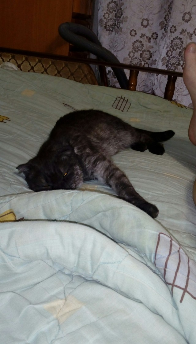 Котовторник. Немного сицилийских котов.