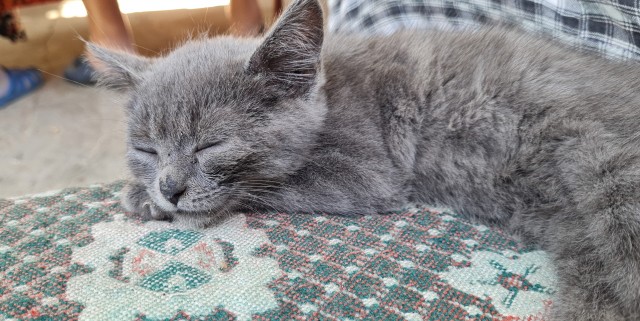 Лето и коты