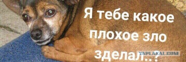 «Ублюдок он редкостный»: Кушанашвили высказался о Ревве после его отъезда из РФ