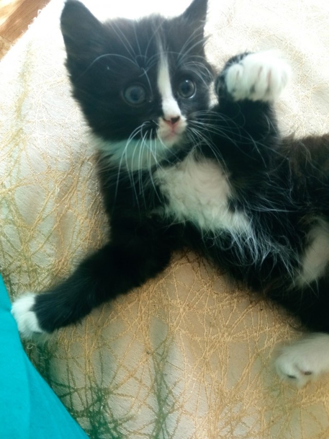 Отдам котиков