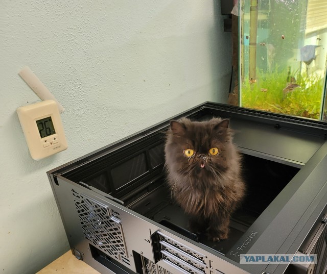Я принес тебе дохлую мышь...