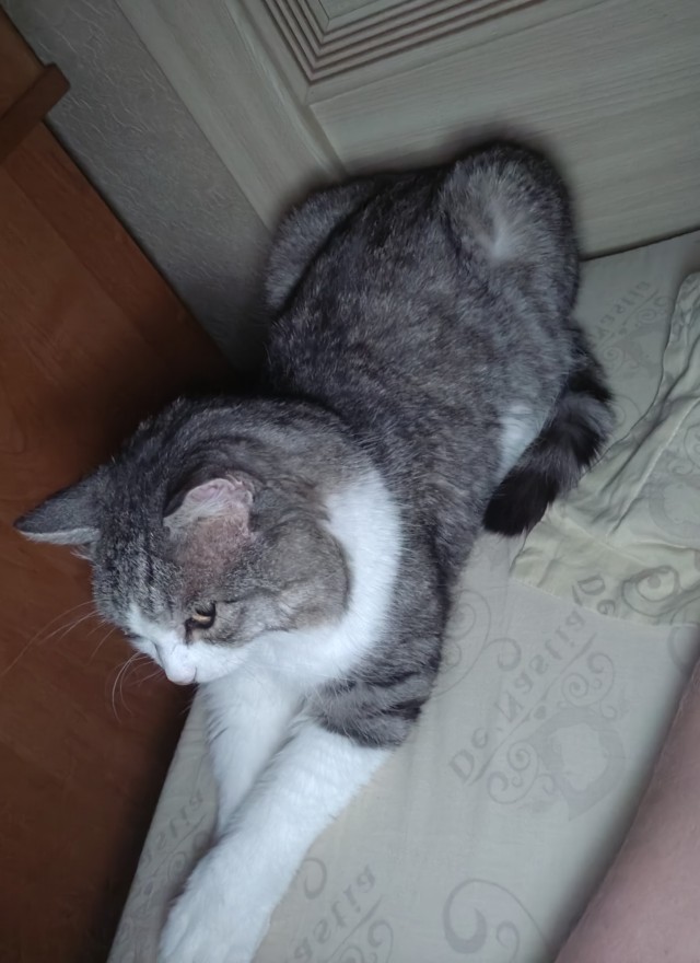Кормите быстро!