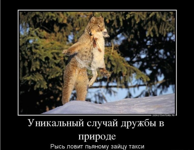 Если хочется есть, то никакая машина не испугает!