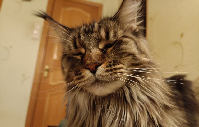 Кошка